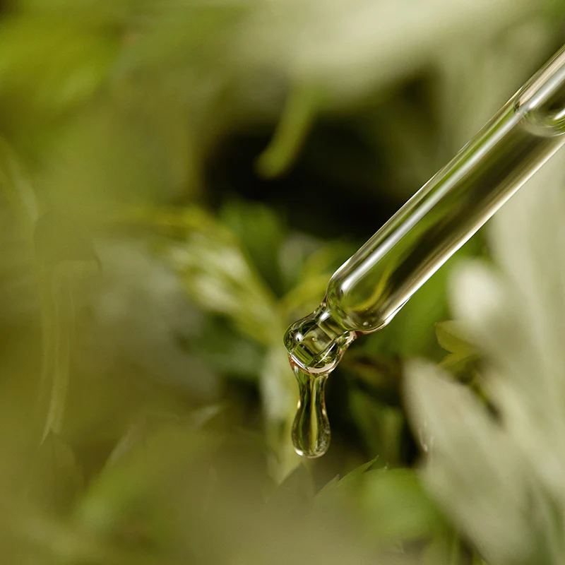 Mugwort Serum - Image 4