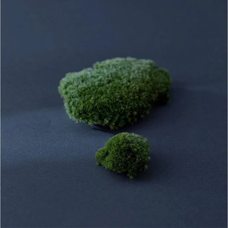 Iceland Moss Drop - Image 6